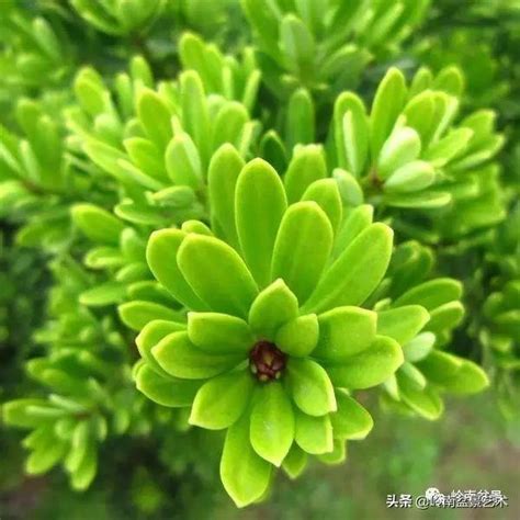 羅漢松寓意|羅漢松：珍稀樹種的奧秘與養護撇步 – 植物盆栽綠寶典